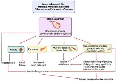 How the intricate relationship between nutrition and hormonal equilibrium significantly influences endocrine and reproductive health in adolescent girls